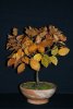 Purpurbuche im Herbstlaub 31.10.2015.JPG