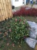 Garten 7.jpg
