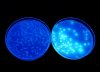 Fluoreszierende Pseudomoaden.jpg