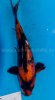 Hirasawa, Marusai Koi Farm 5 Hi utsuri Tosai 22cm_.jpg