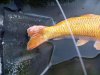 koi 1.jpg