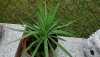 Yucca  2.jpg