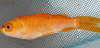 fischdead.png