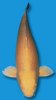 ras_yamabuki_ogon.jpg