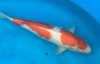 Kohaku..jpg