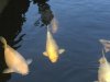 IMG_0087.JPG