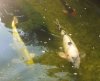 IMG-20160914-WA0022.jpg