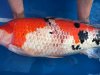 k-IMG_1912.JPG