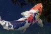 koi_krank.jpg