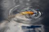 K1600_2016-10-05_Teichbau_DSC_9652-2.JPG