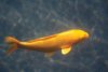 K1600_2016-10-05_Teichbau_DSC_9665-2.JPG
