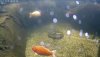 Unterwasser HD_2017-04-06_112842-480x270.jpg