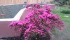 DSC_0242.JPG