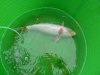 Koi1.JPG