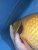 IMG-20170731-WA0000.jpg