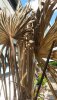 CameraZOOM-20170806171755743 (Medium).jpg