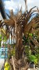 CameraZOOM-20170806171749566 (Medium).jpg