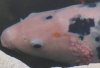 KOI weiss Krank-mini.jpg