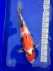 Koi.jpeg