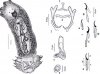 Dactylogyrus2.JPG