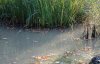 Teich trüb1.jpg
