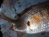 Goldfisch_Flosse.jpg