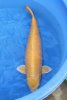 Yamabuki 76 cm.JPG