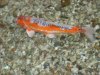 Tropical Island Koi 26.02.18 006.jpg