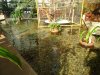 Tropical Island Koi 26.02.18 010.jpg