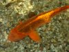 Tropical Island Koi 26.02.18 009.jpg