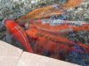 Tropical Island Koi 26.02.18 008.jpg