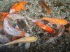 Tropical Island Koi 26.02.18 012.jpg