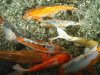 Tropical Island Koi 26.02.18 013.jpg