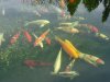 Koi noch in Winterruhe.jpg