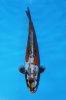 Unique Koi 43 cm .jpg
