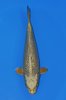 386 Ginrin Mukashi Ogon 42 cm Nisai T1.JPG