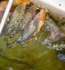 IMG_580 Kopie.JPG