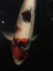 Fische oben.jpg