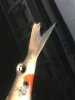 Flosse.jpg
