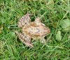 Koi mit Frosch im Maul 009 - Kopie.JPG