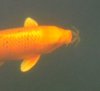 Koi mit Frosch im Maul 006.JPG