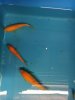 k-IMG_1889 karashi.jpg