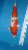 Senuma KohakuShowa weibl. 47 cm.jpg