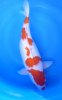 Senuma-Kohaku-weibl-53cm.JPG