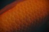 27195350927_181d51696e_k.jpg