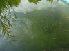 Nachzucht 14.6.18 Shiro,Kohaku 003.jpg