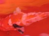 Koi 4.jpg