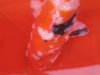 Koi 3.jpg