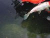 DSCN4454.JPG