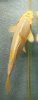 gonzo 17cm.JPG